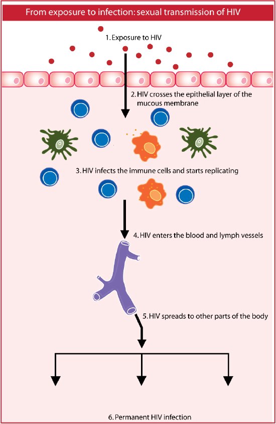 HIV 감염 경로와 예방 관련 이미지 2